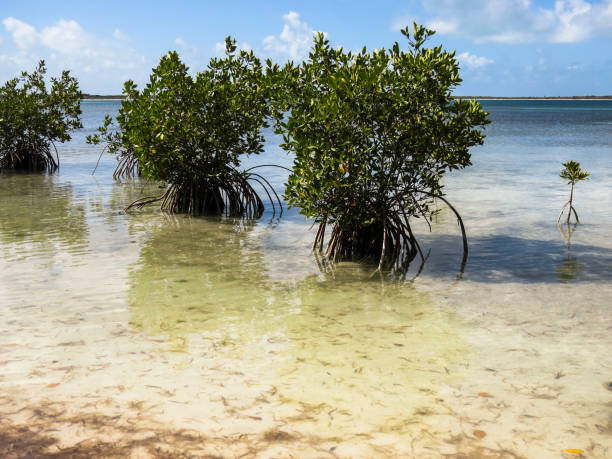 istock Beach mangroves in Cuba 800327604