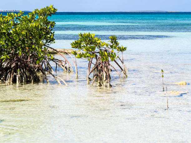 istock Beach mangroves in Cuba 800327712