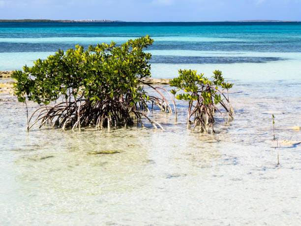 istock Beach mangroves in Cuba 800327752