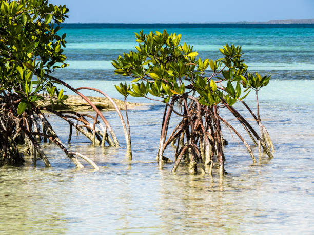 istock Beach mangroves in Cuba 800327754