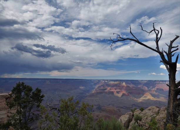 istock Dead tree on the edge of The Grand Canyon 800330106