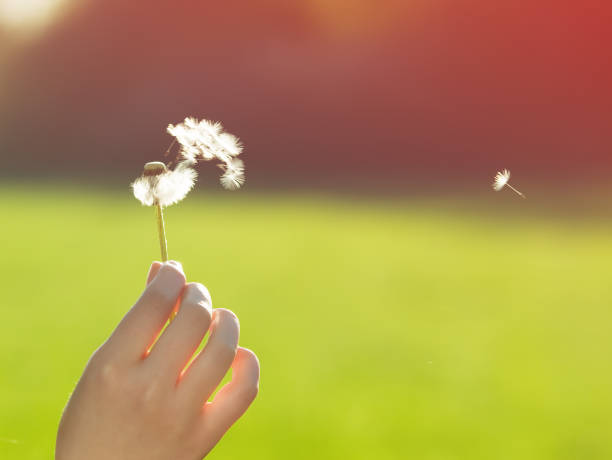 istock woman blowing on a dandelion 800331270
