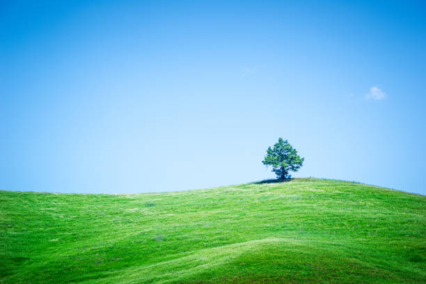 istock Beautiful tree against clear sky. Beauty in nature. 800334736