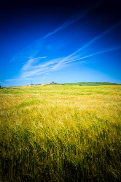 istock Wheat field. Beauty in nature. 800337050
