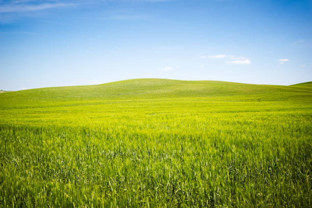 istock Beautiful Tuscany landscape 800337312