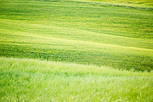 Tuscany fields, abstract