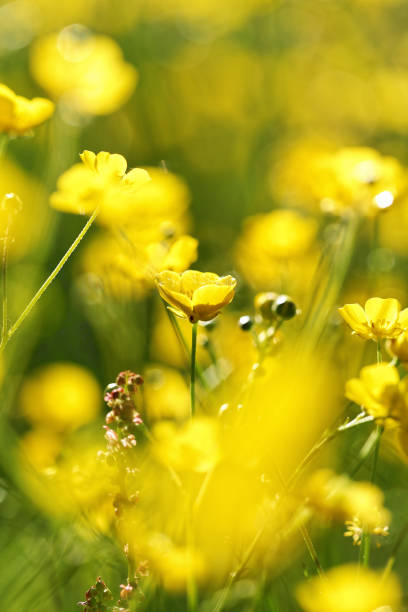 istock Yellow flowers on field in the morning 800341940