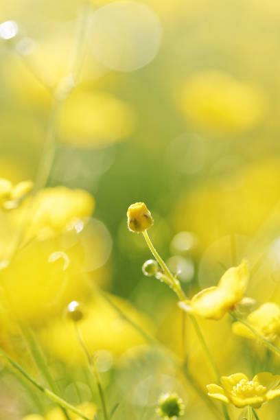 istock Yellow flowers on field in the morning 800342170
