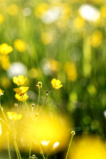 istock Yellow flowers on field in the morning 800342314
