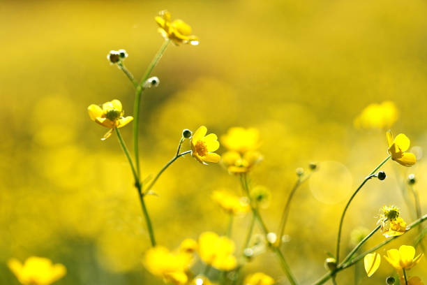 istock Yellow flowers on field in the morning 800342524