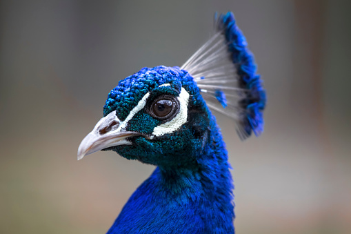 a peacock display inside a forest in bandhavgarh national park  - India