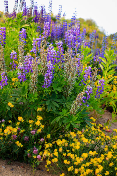 istock Blooming yellow clover and purple lupine. 800349584