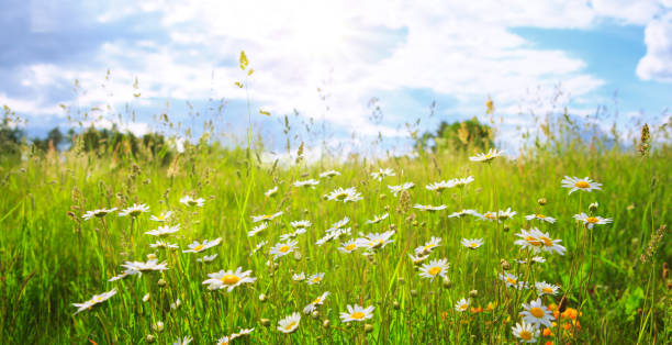 istock Daisy field in the sunny summer day 800352412