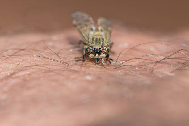 tafano che morde la pelle umana - horse fly foto e immagini stock