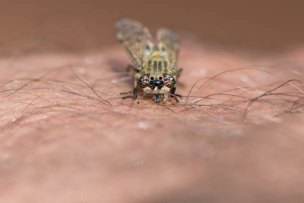 horsefly biting human skin - horse fly imagens e fotografias de stock