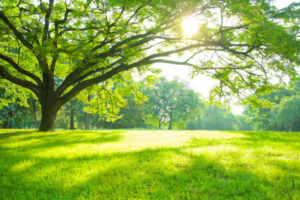 parco estivo - green field landscape foto e immagini stock