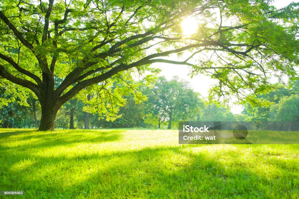 夏の公園 - 樹木のロイヤリティフリーストックフォト