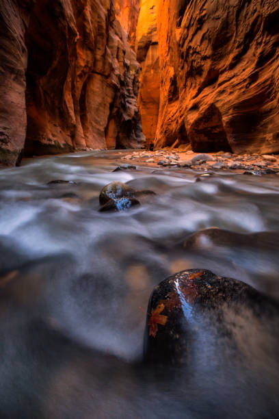 The Narrows and Virgin River in Zion National Park The Narrows and Virgin River in Zion National Park located in the Southwestern of United States, near Springdale, Utah zion river stock pictures, royalty-free photos & images
