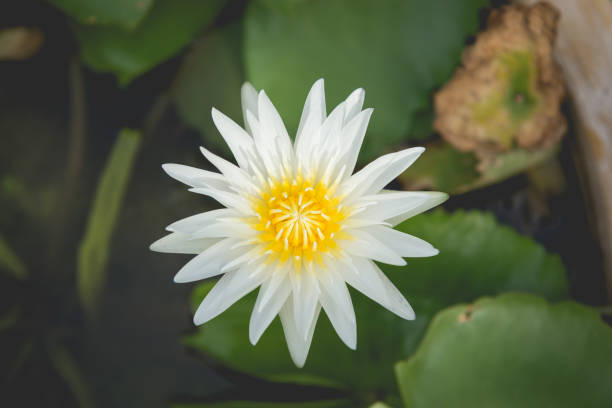 istock Beautiful Thai Lotus in the pond. 800368924