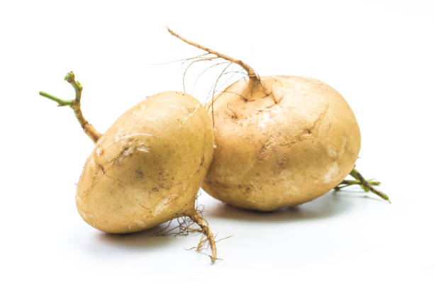 istock Pachyrhizus erosus?Whole Jicama isolated on white background 800372574