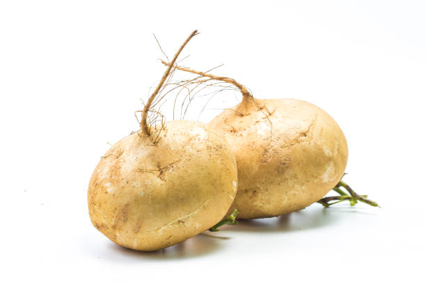 istock Pachyrhizus erosus?Whole Jicama isolated on white background 800372604