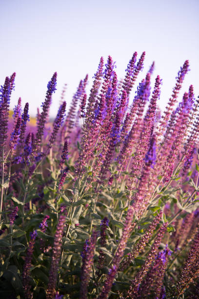 istock Lavender fields. Beautiful image of lavender field. 800373012