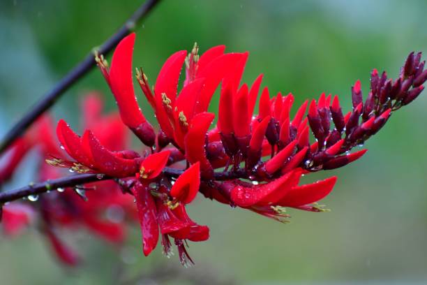 istock Erythrina x Bidwillii / Coral Tree Flower 800375712