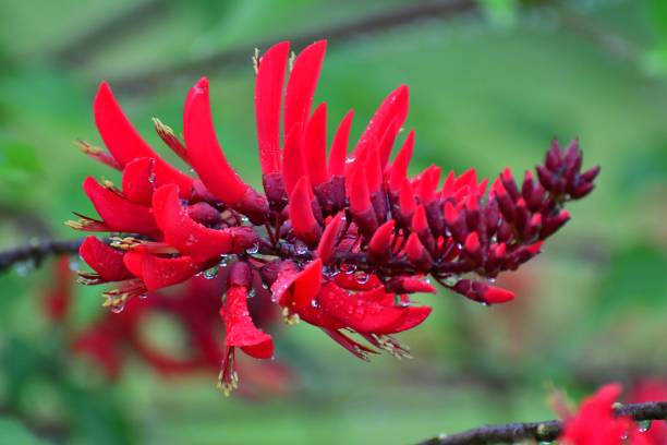istock Erythrina x Bidwillii / Coral Tree Flower 800375898