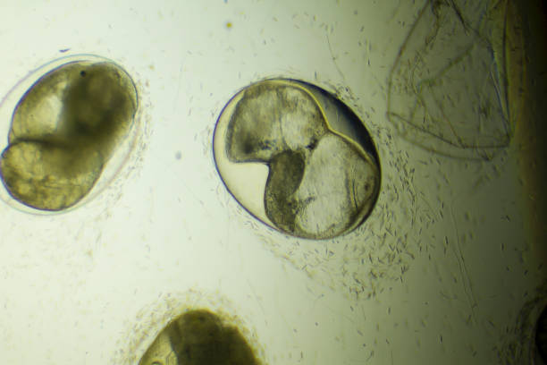 istock Embryo of snail in egg 800376248