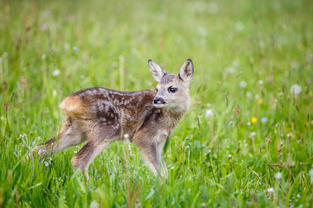 istock Young wild roe deer in grass, Capreolus capreolus. New born roe deer, wild spring nature. 800378576