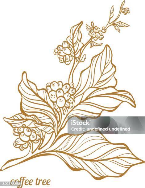 Coffee Branch Vector Illustration Stock Illustration - Download Image Now - Brazil, History, Stick - Plant Part