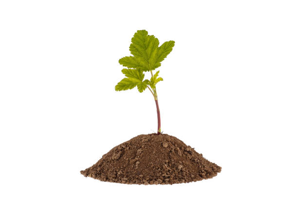 istock Young currant. Green plant sprout growing from soil. Isolated on white. 800379346