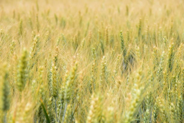 istock Fields of grain in the early summer 800382184
