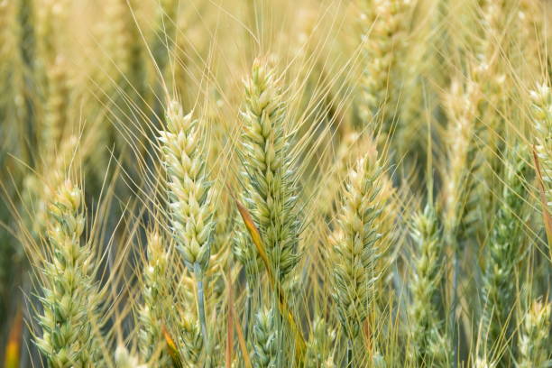 istock Fields of grain in the early summer 800382196