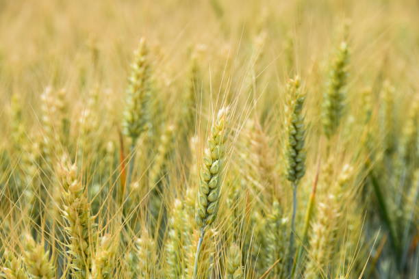 istock Fields of grain in the early summer 800382276