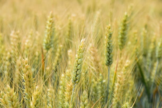 istock Fields of grain in the early summer 800382296