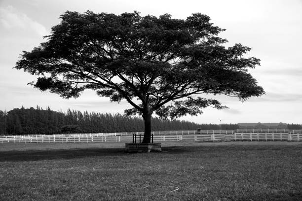 noir et blanc paysage avec arbre solitaire - white black tree fog photos et images de collection