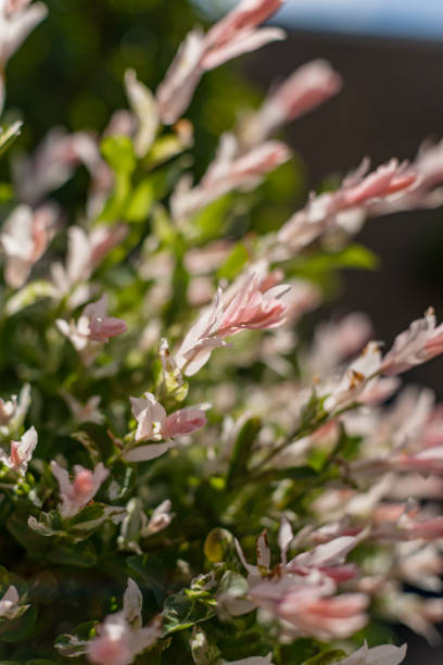 istock Blossoming japanese willow with fur-colored leaves 800412118