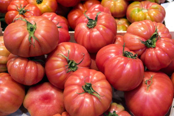 Agriculture in Midwest USA Produce TOMATOES as part of Photo Series Involving Soybeans Crop, Tomatoes, Corn Field, Watermelon, Cantaloupes, Squash, Jalapeño Pepper and Cucumbers