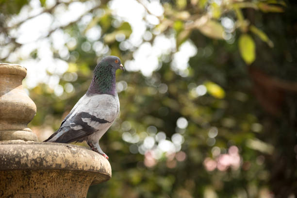 istock Pigeon bird sitting peacefully on a fountain 800419936