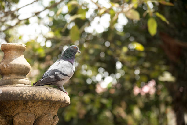 istock Pigeon bird sitting peacefully on a fountain 800420124