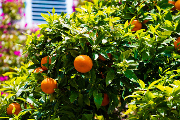 Branches of a mandarin tree with fruits in spring