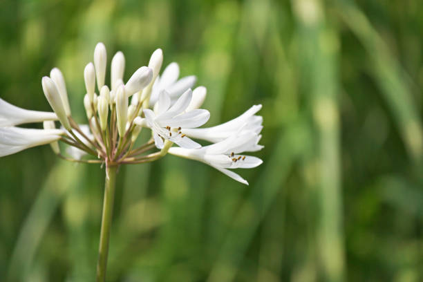 Flower of the Agapanthus