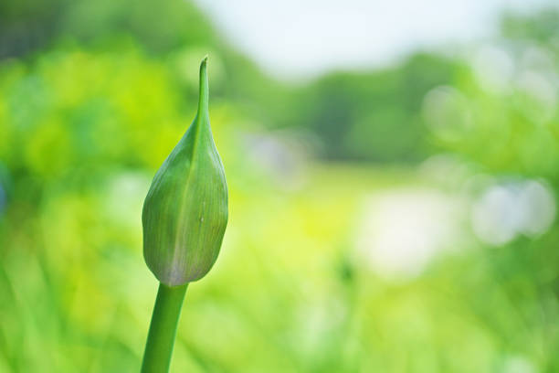Bud of the Agapanthus\n