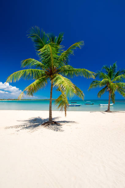 istock beautiful beach and tropical sea 800426866