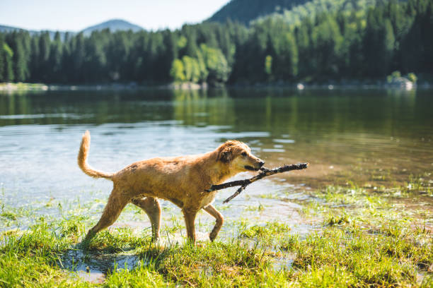 dog running on the lake