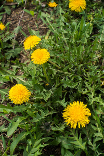 istock Common dandelion flowers in the meadow in spring 800433724