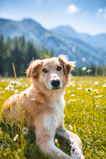 牧草地のゴールデン ・ リトリーバーの肖像画 - golden retriever retriever dog smiling ストックフォトと画像