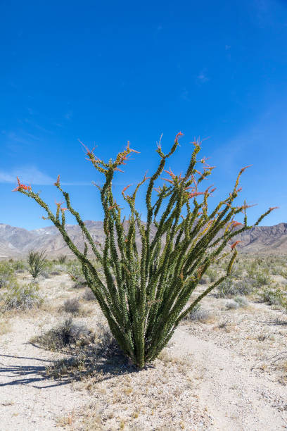 istock Ocotillo  flowering in Anza-Borrego State Park, California 800437638