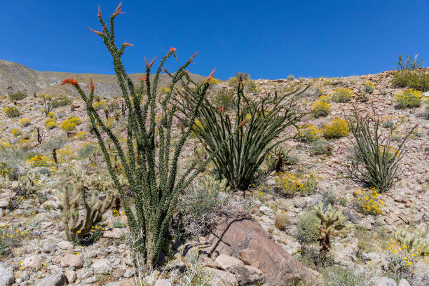 istock Ocotillo  flowering in Anza-Borrego State Park, California 800437968